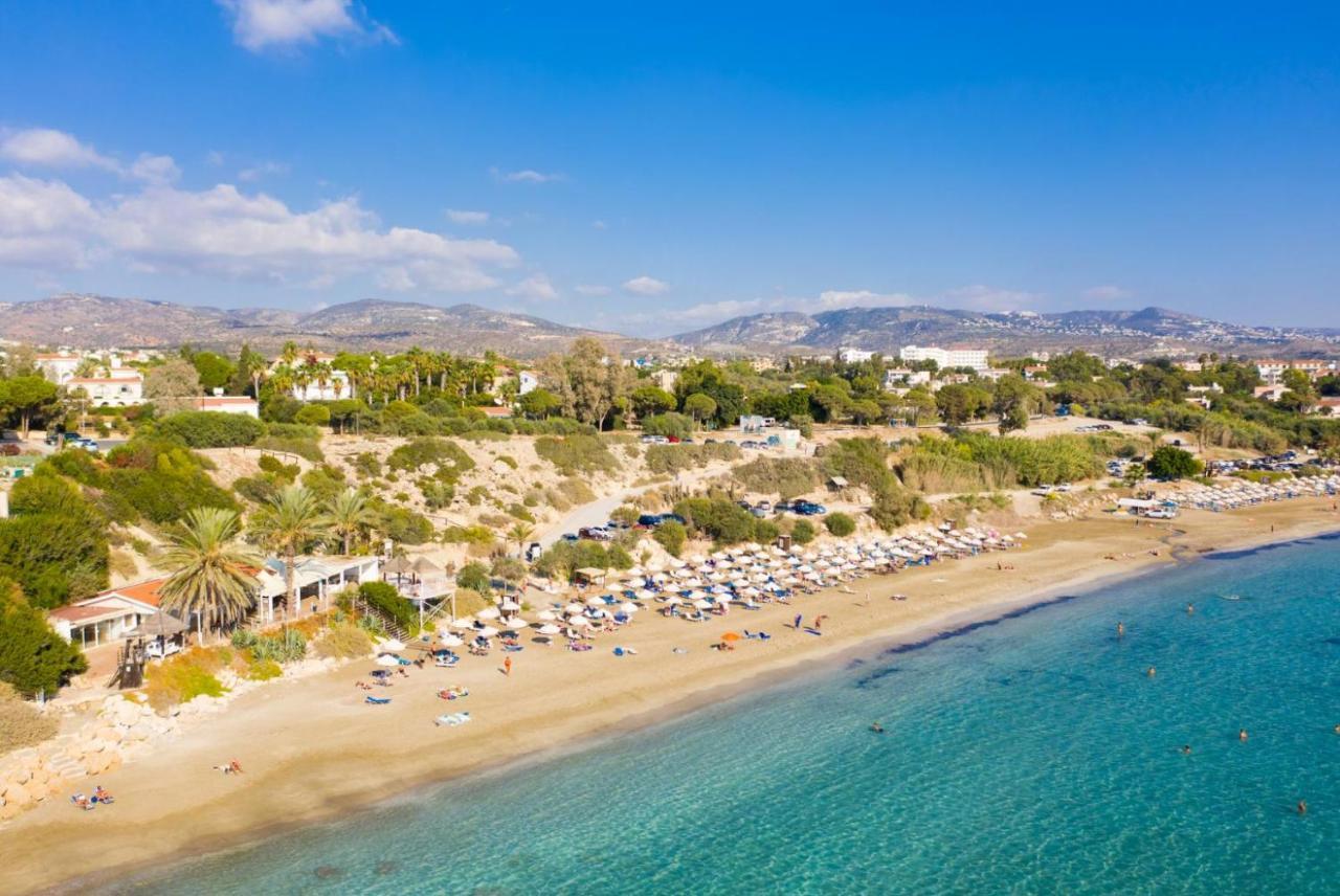 Chrysanthemum Villa Paphos